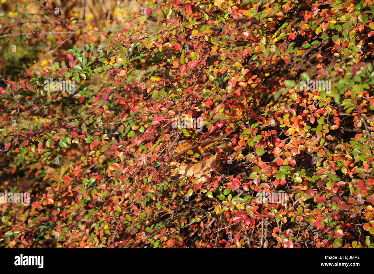 Cotoneaster dielsianus Stock Photo