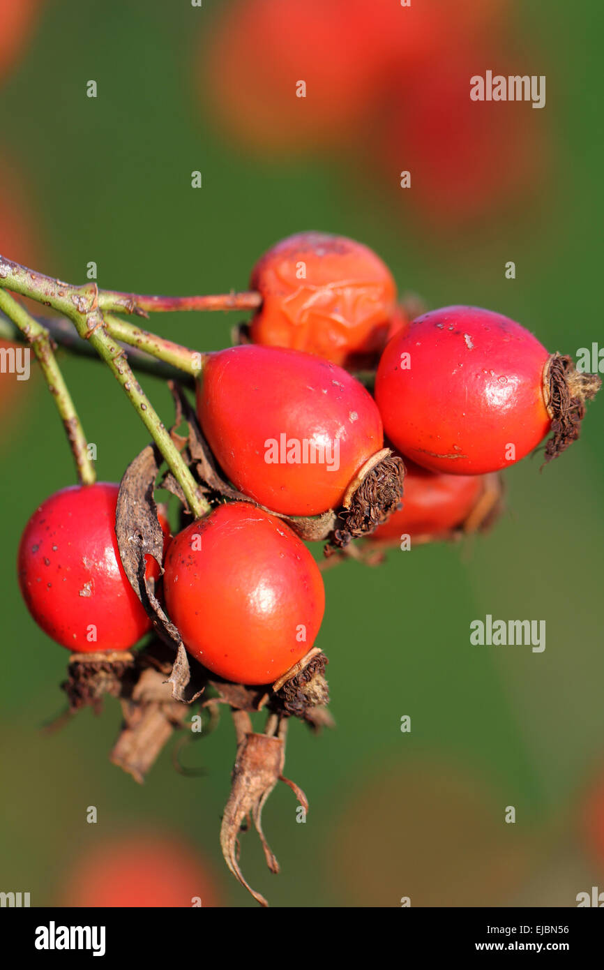 Rose hips of the dogrose Stock Photo Alamy