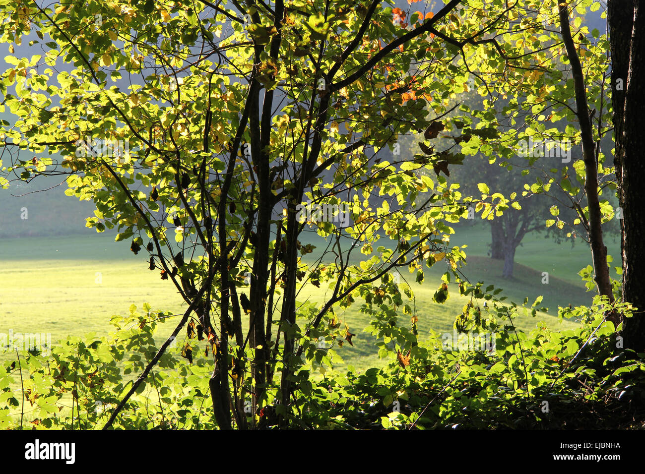 Shrubbery in the golden evening backlight Stock Photo Alamy
