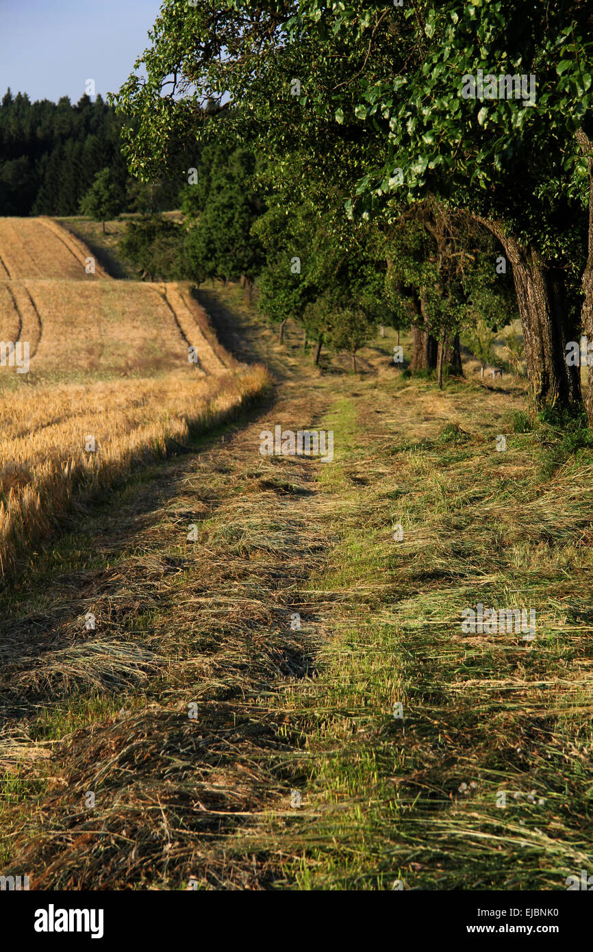 Orchard, Field and Forest Stock Photo Alamy