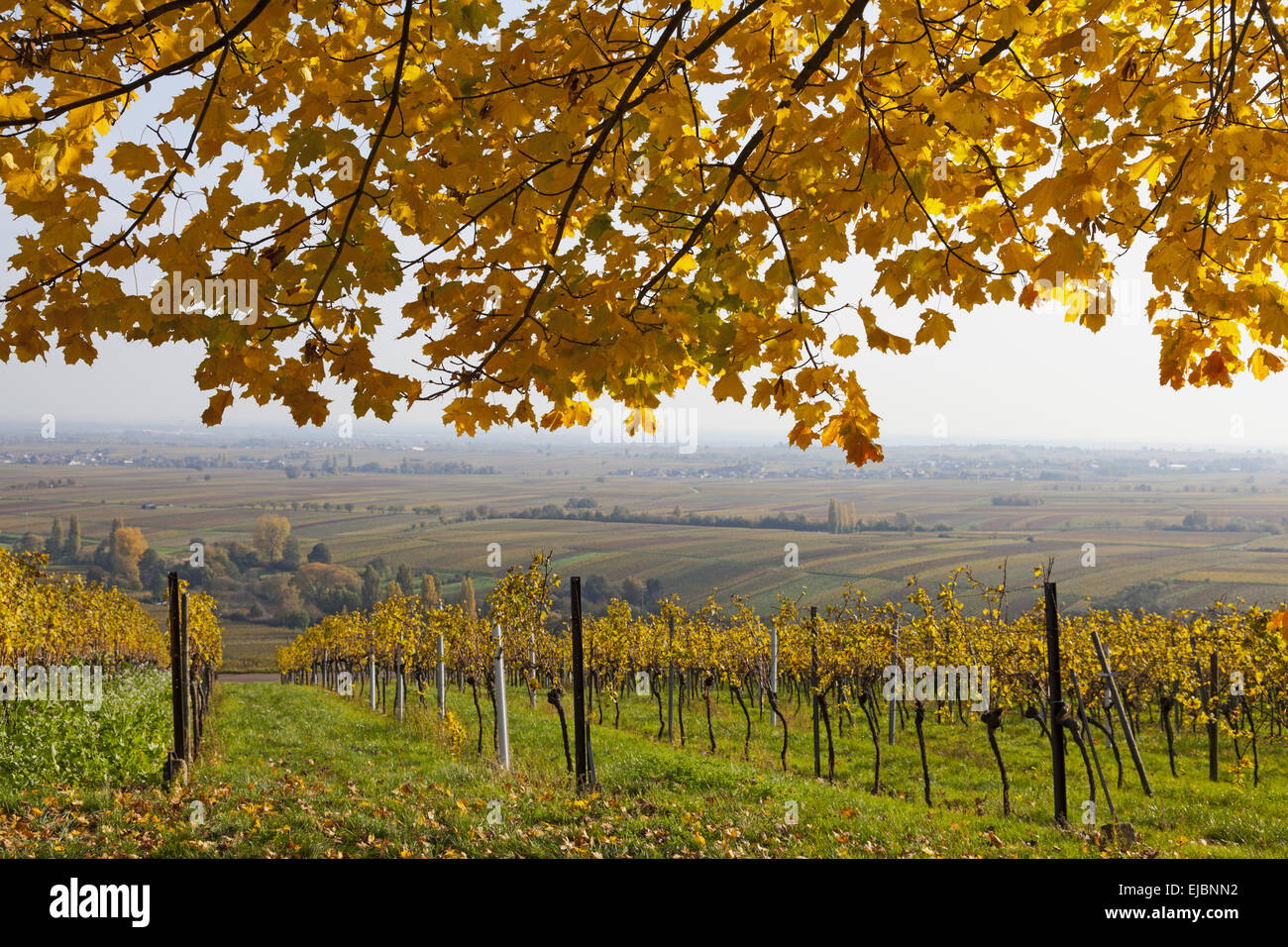 Autumn in the Southern Palatinate Stock Photo