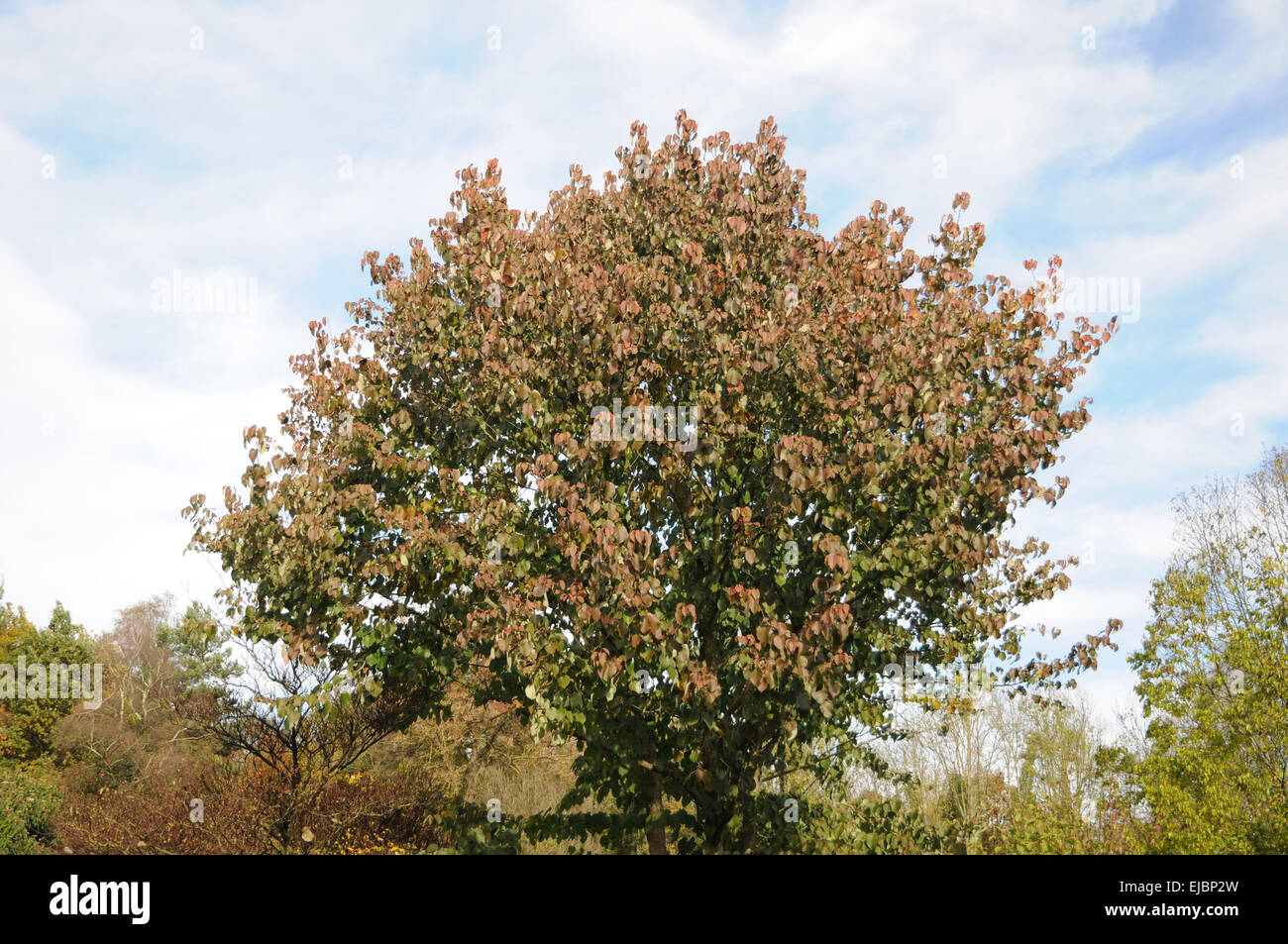 Taubenbaum hi-res stock photography and images - Alamy