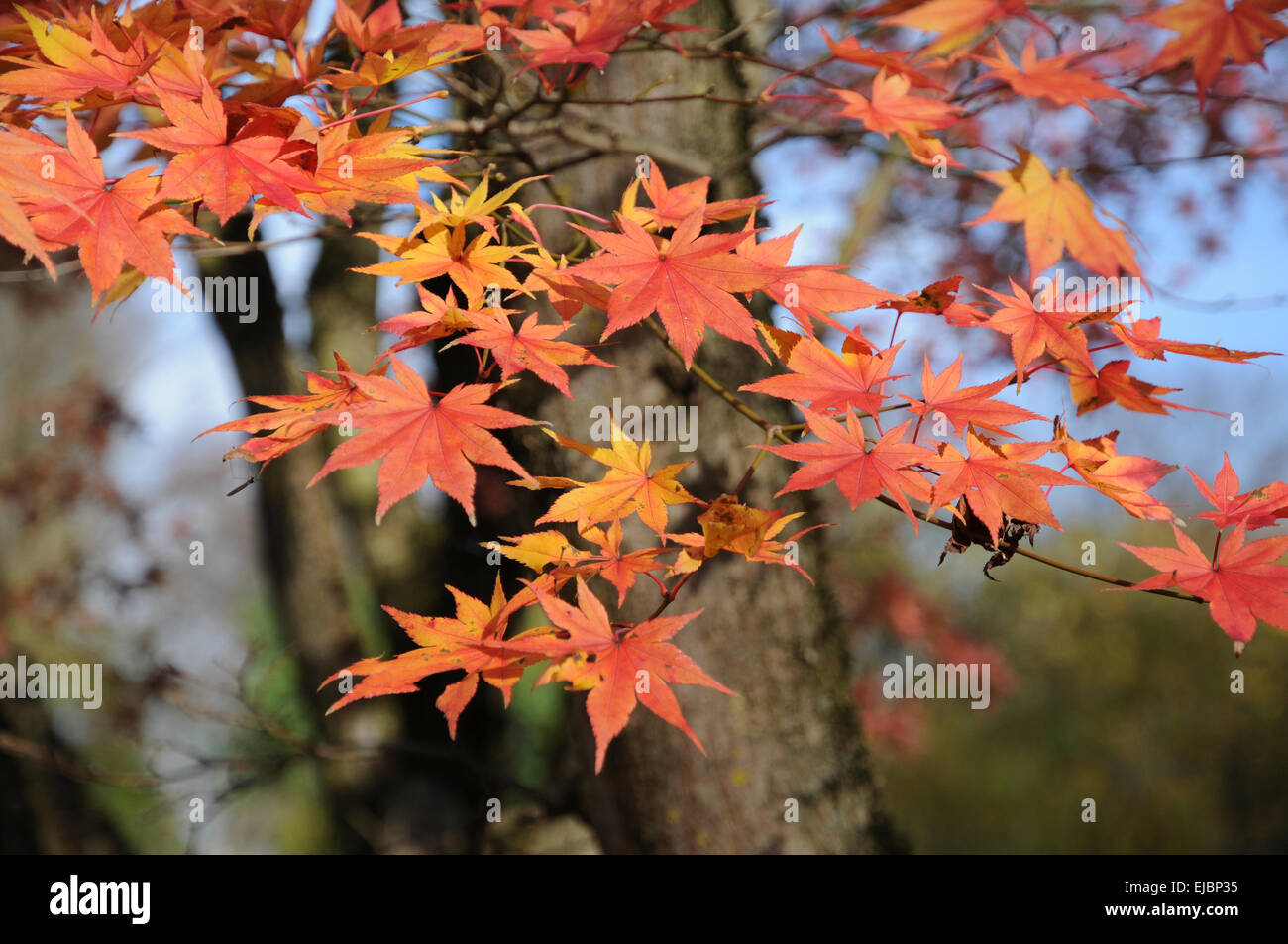 Japanese maple trees leaves hi-res stock photography and images - Alamy