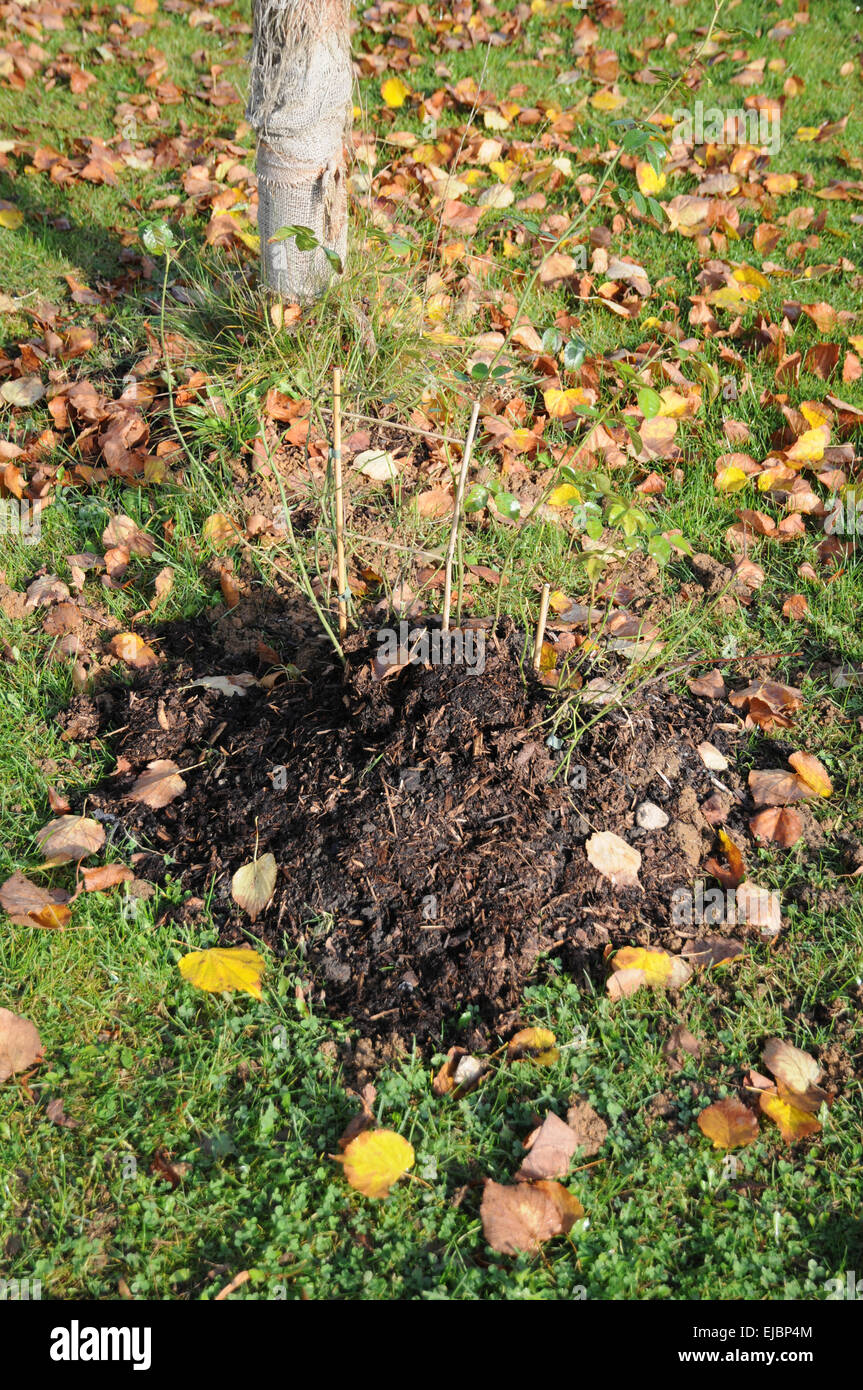 Rose with frost protect Stock Photo Alamy