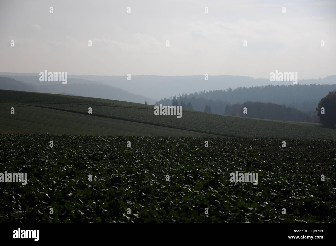 Fog hi-res stock photography and images - Alamy