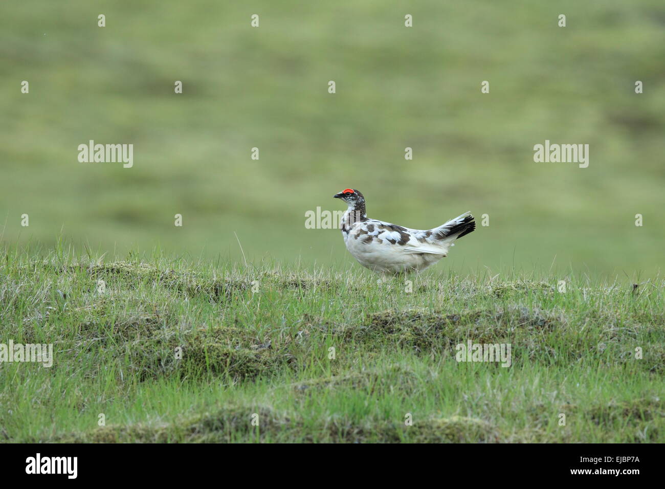Rock ptarmigan Island Stock Photo