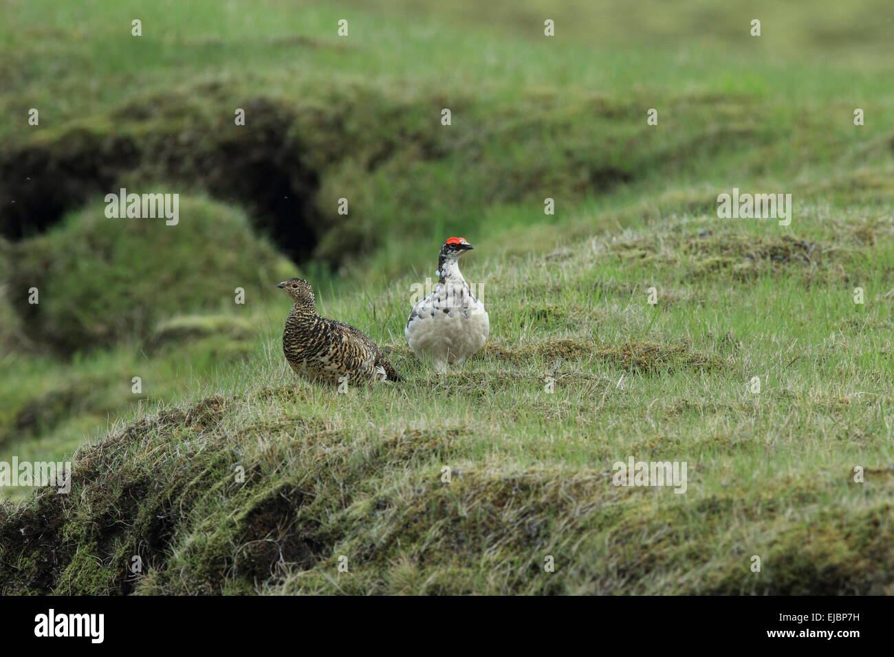 Rock ptarmigan Island Stock Photo