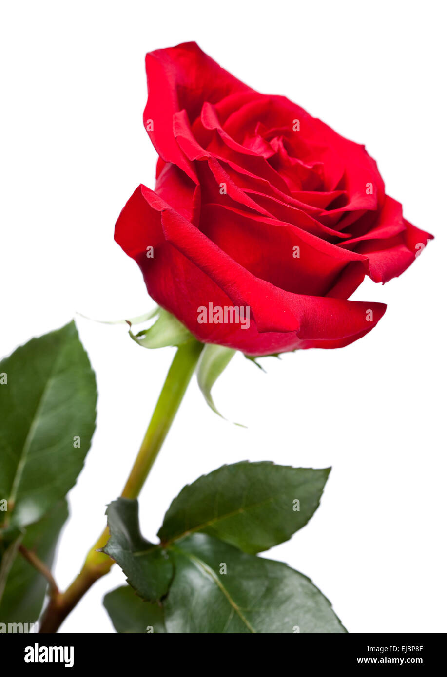 Garden rose hi-res stock photography and images - Alamy