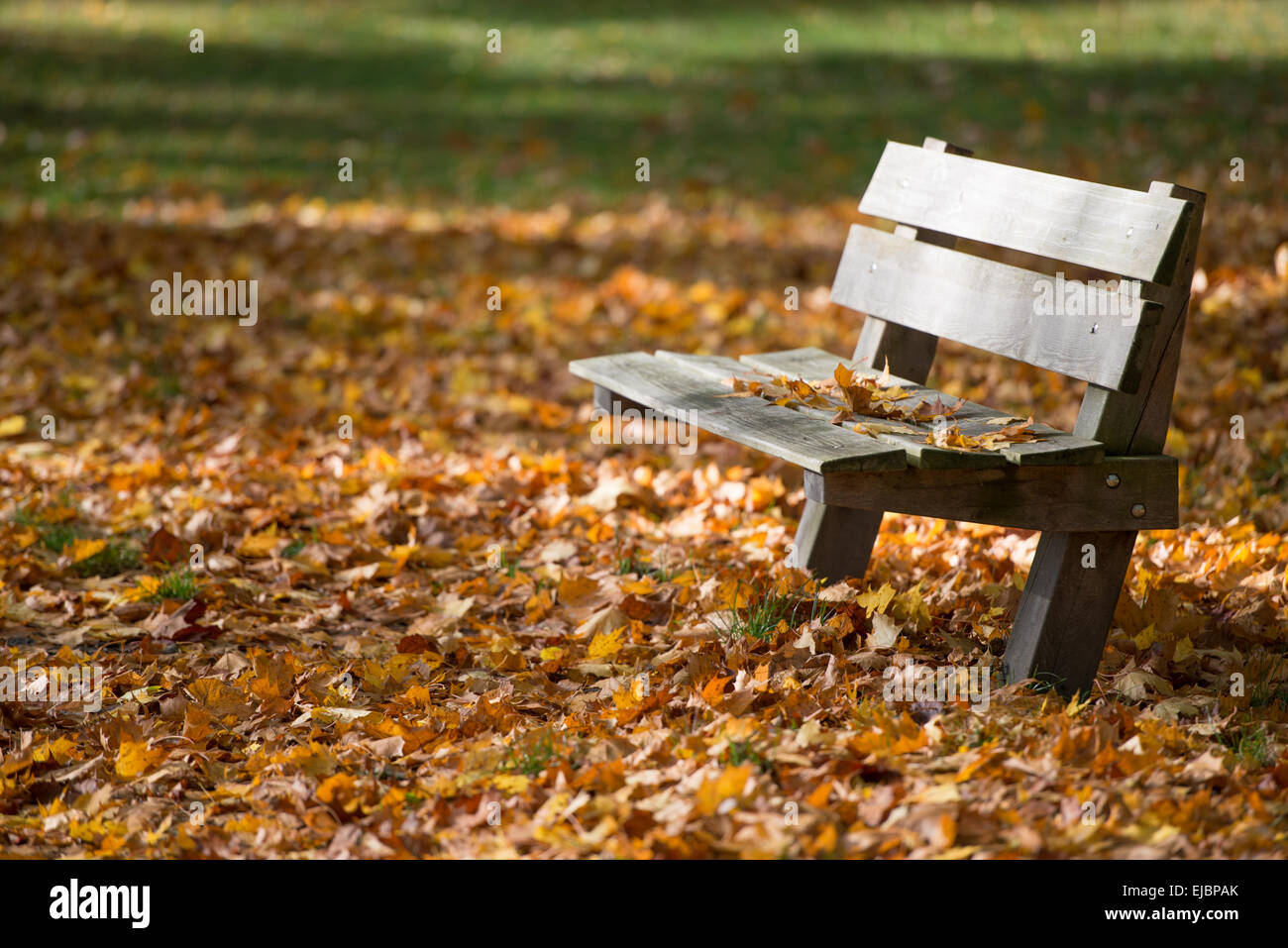 A Bench in autumn Stock Photo