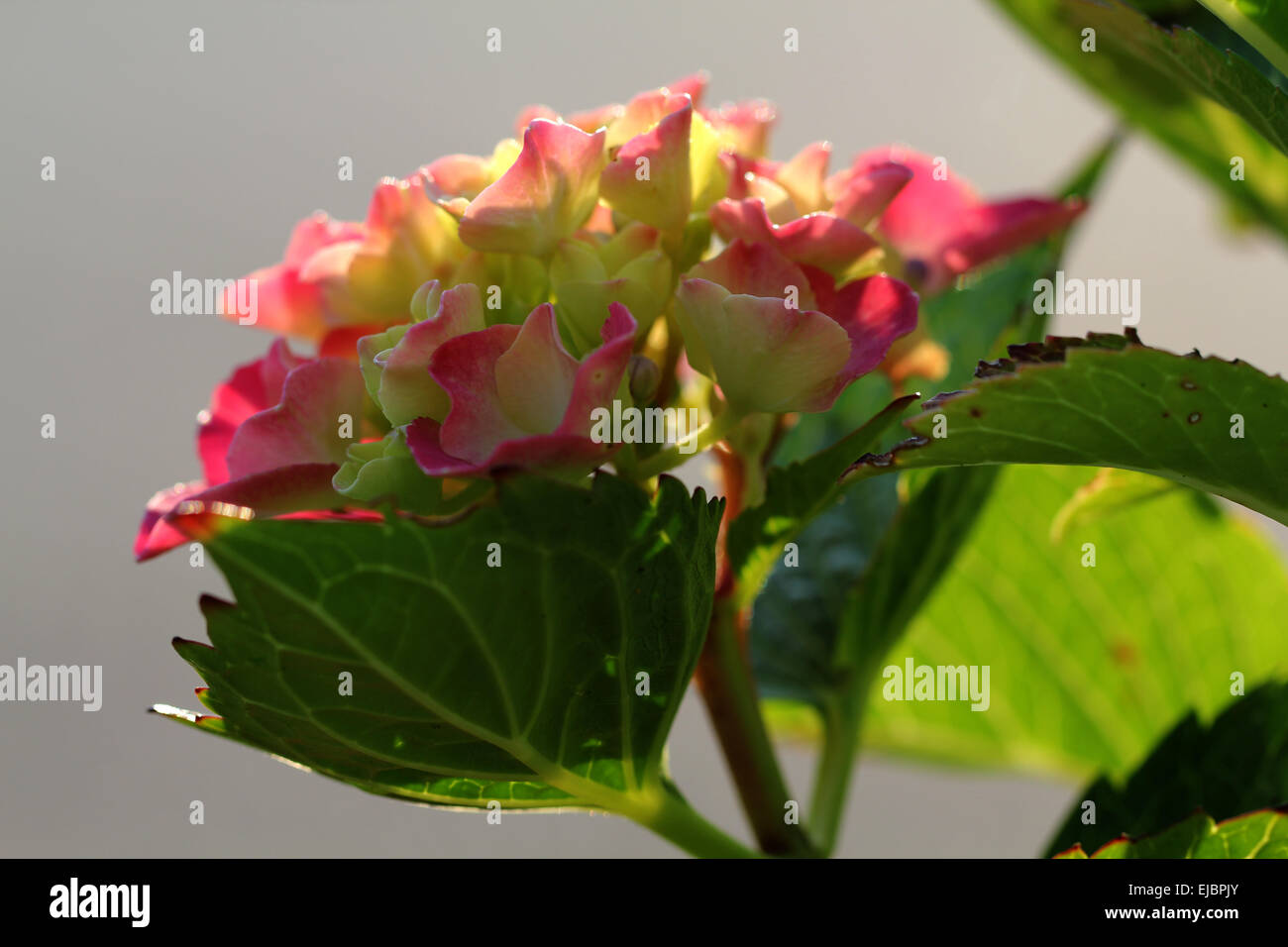 Pink hortensia hi-res stock photography and images - Alamy