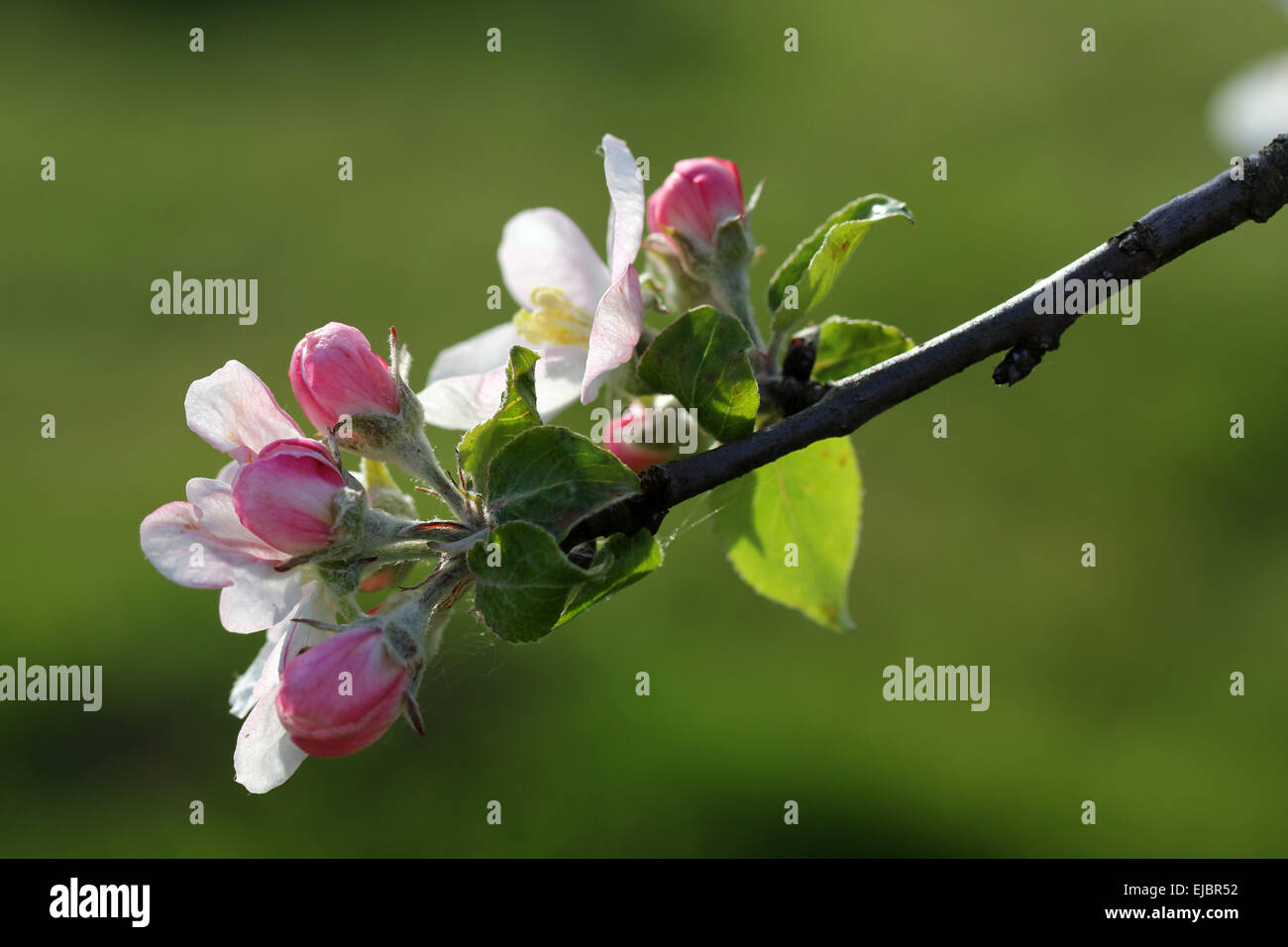 Apple Blossoms and Buds (Gravensteiner) Stock Photo