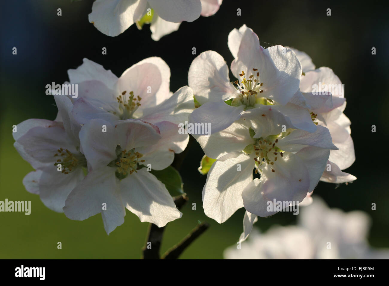 Apple Blossoms (Gravensteiner) Stock Photo
