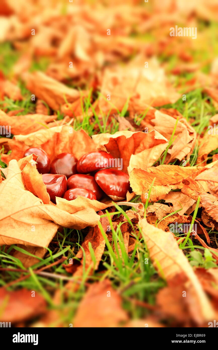 autumn Stock Photo