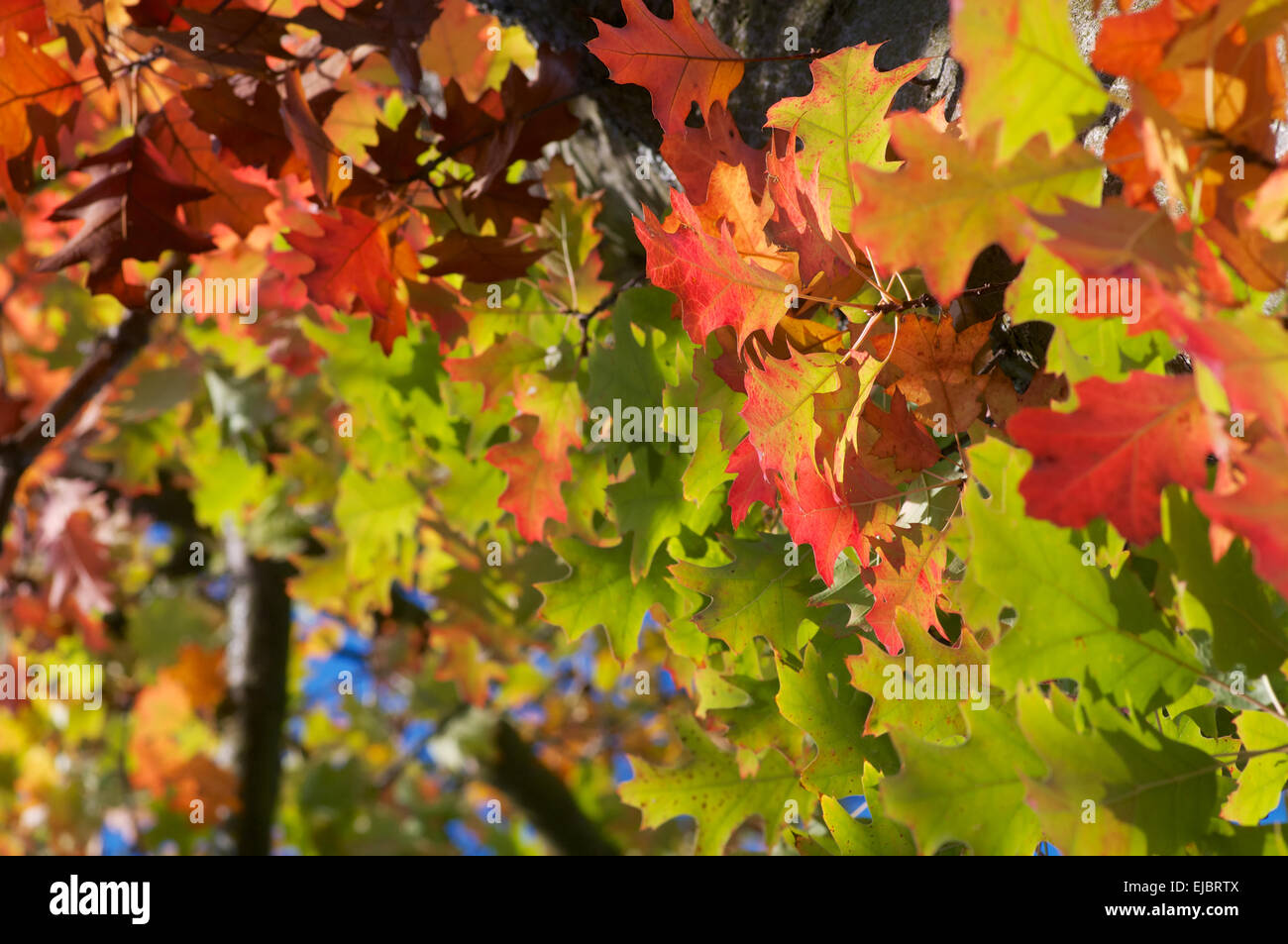 Red oak tree Stock Photo Alamy