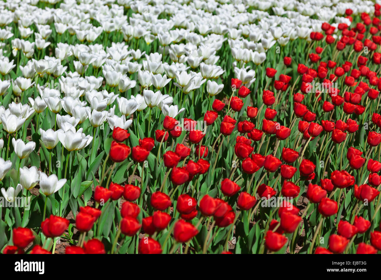 Flowers - nature background Stock Photo - Alamy
