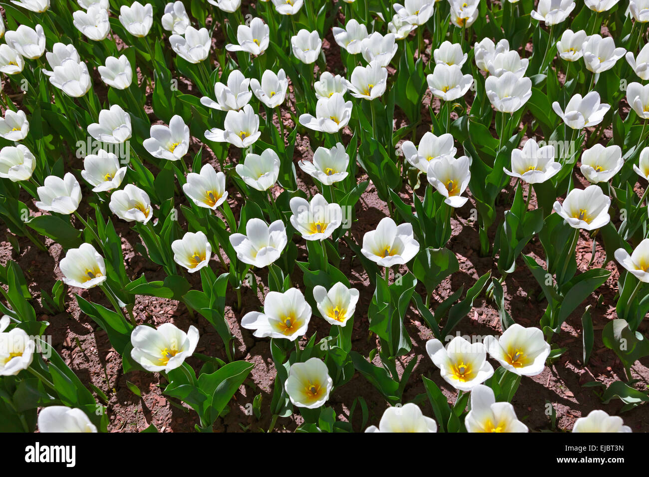 Flowers - nature background Stock Photo - Alamy