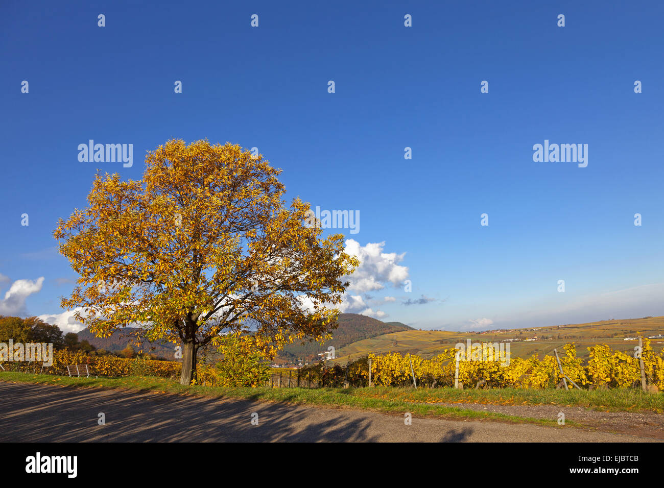 Autumn landscape with chestnut tree Stock Photo