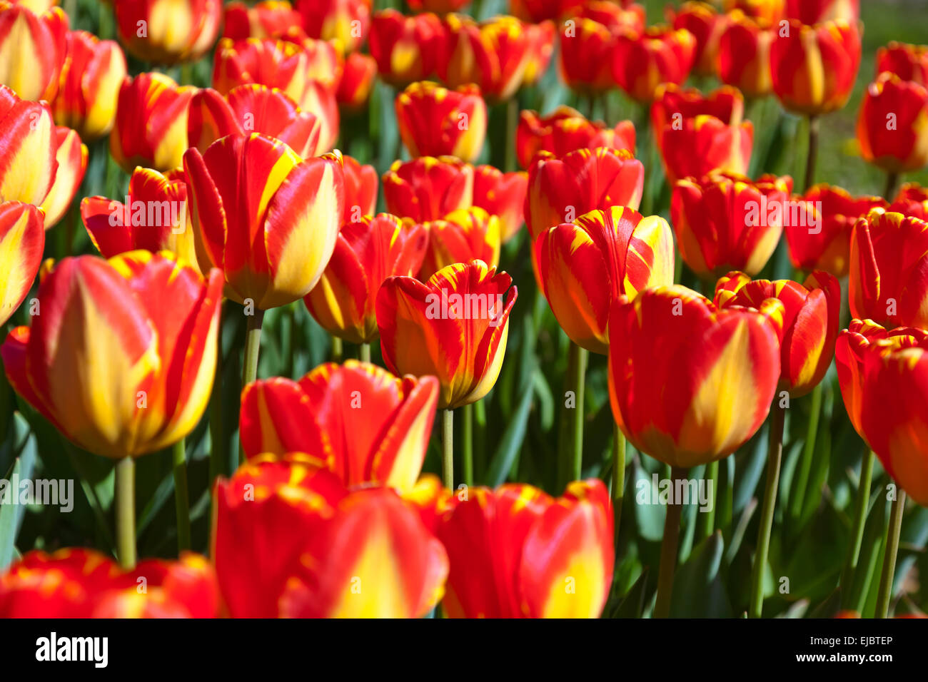 Flowers - nature background Stock Photo - Alamy