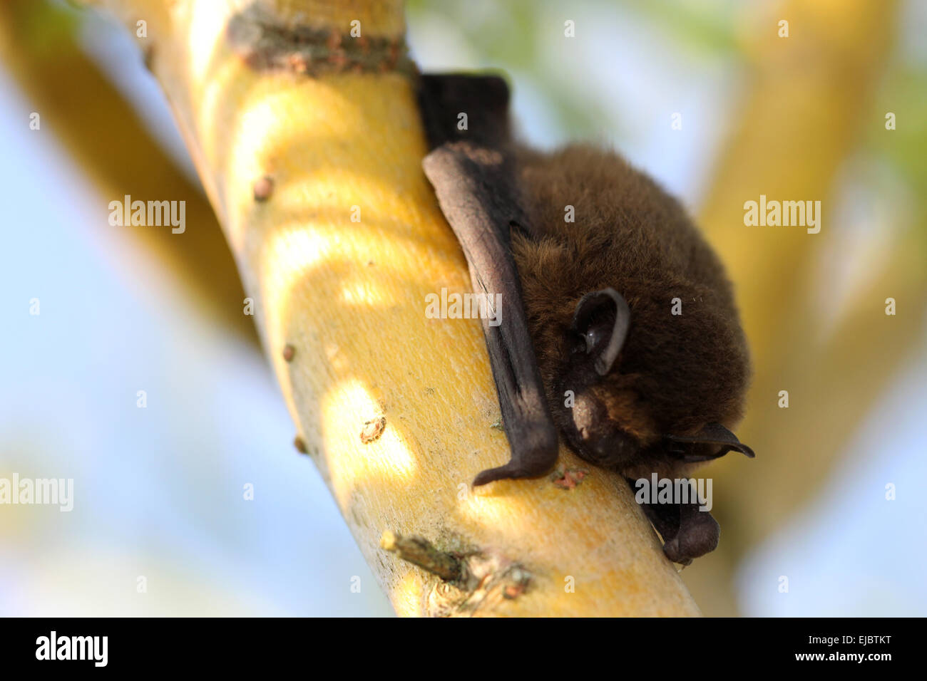 Sleeping Bat Stock Photo