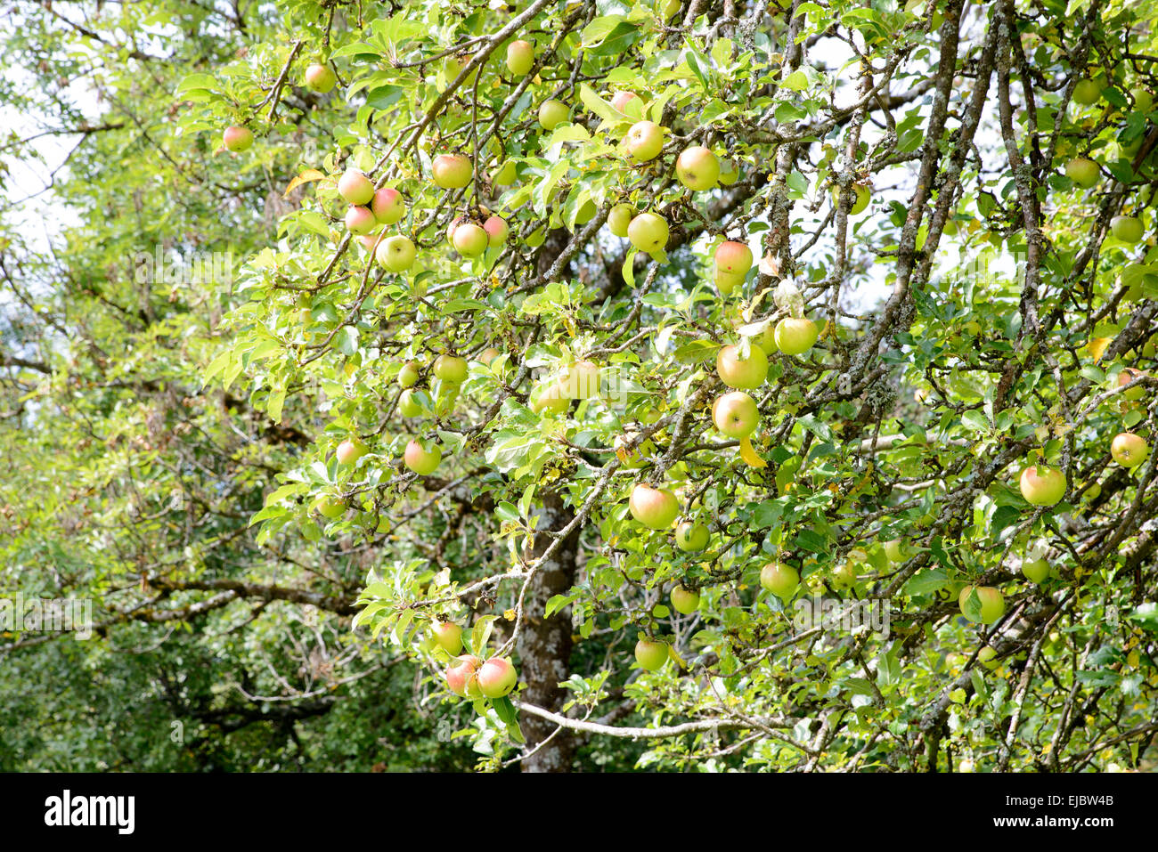 Apples on a meadow orchard hi-res stock photography and images - Alamy