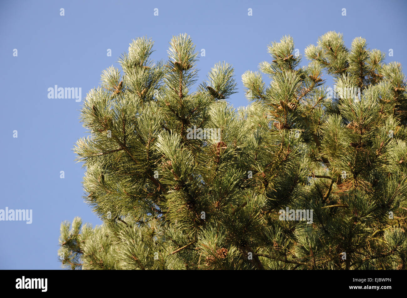 Austrian black pine Stock Photo