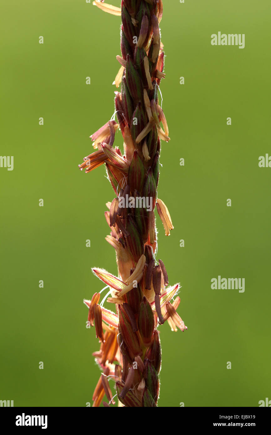 Male Flowers Zea Mays Stock Photo Alamy