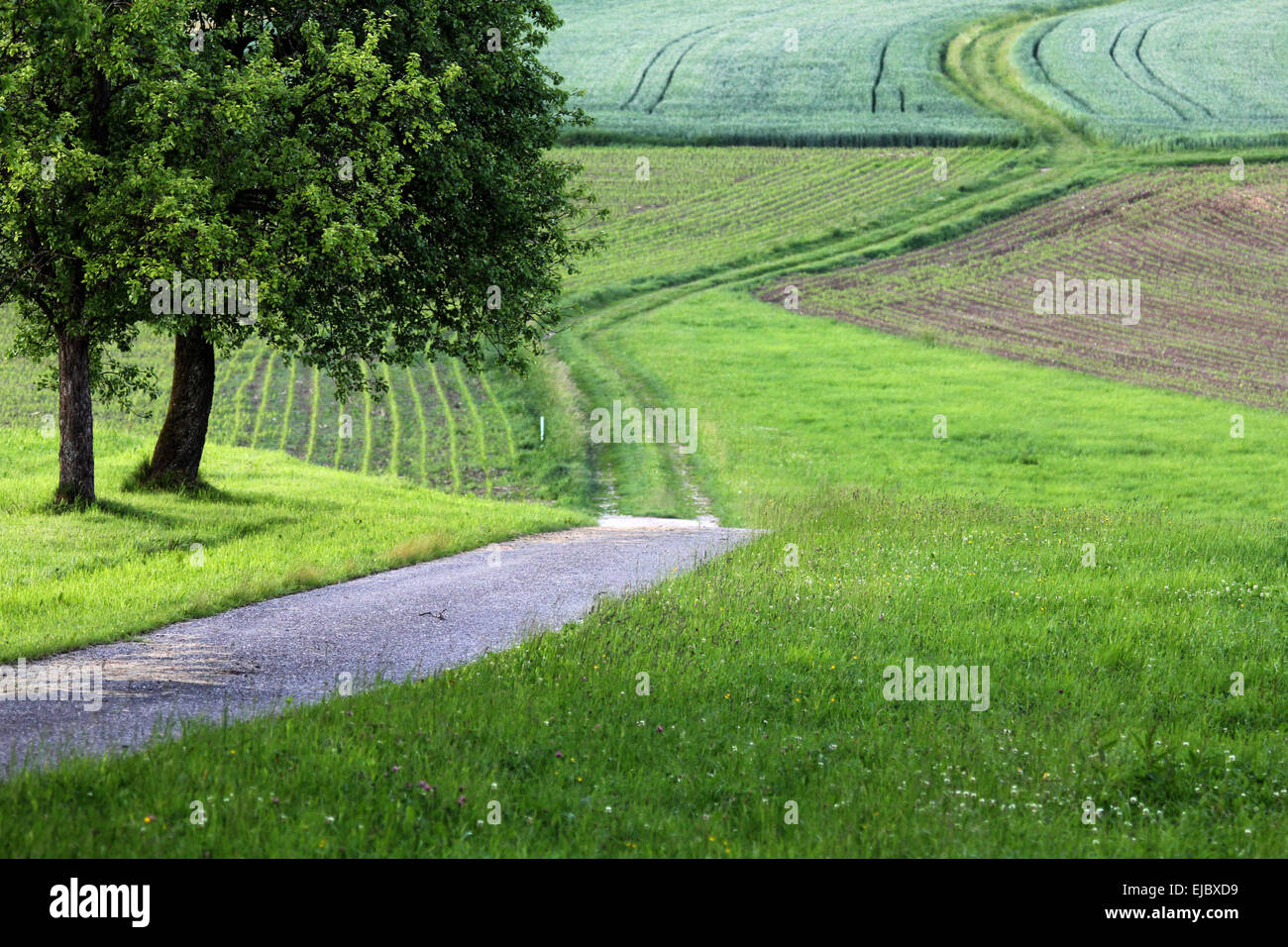 Farming fields rows trees hi-res stock photography and images - Alamy