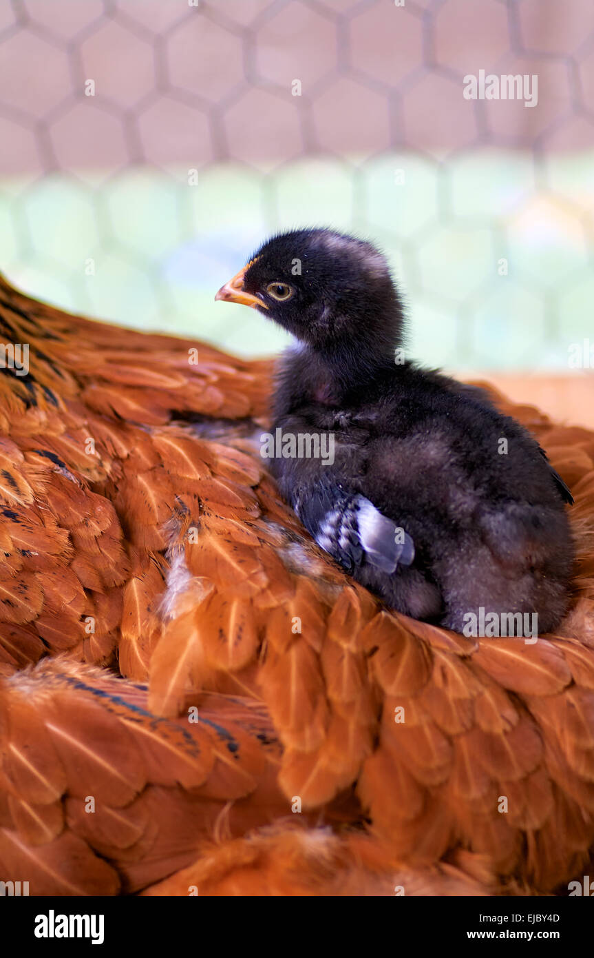 Little chick Stock Photo