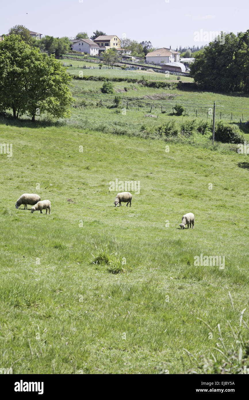 Sheep on meadow with grass and trees, animals and nature Stock Photo ...
