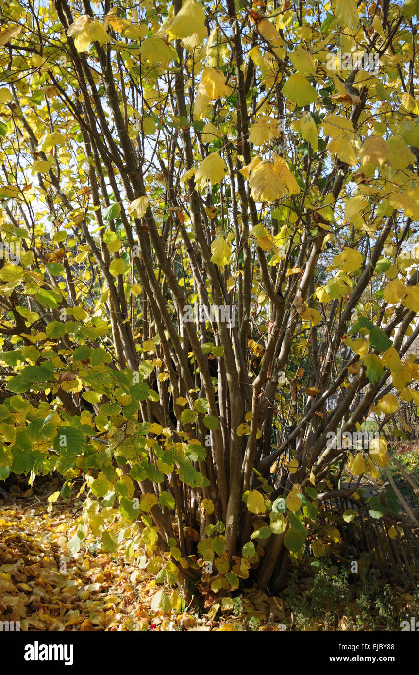 Hazel color hi-res stock photography and images - Alamy