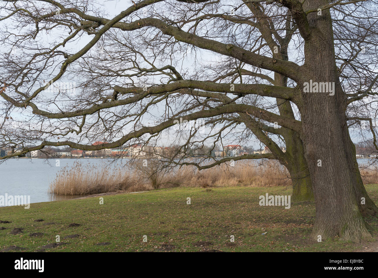 Oak trees near Potsdam Germany Stock Photo