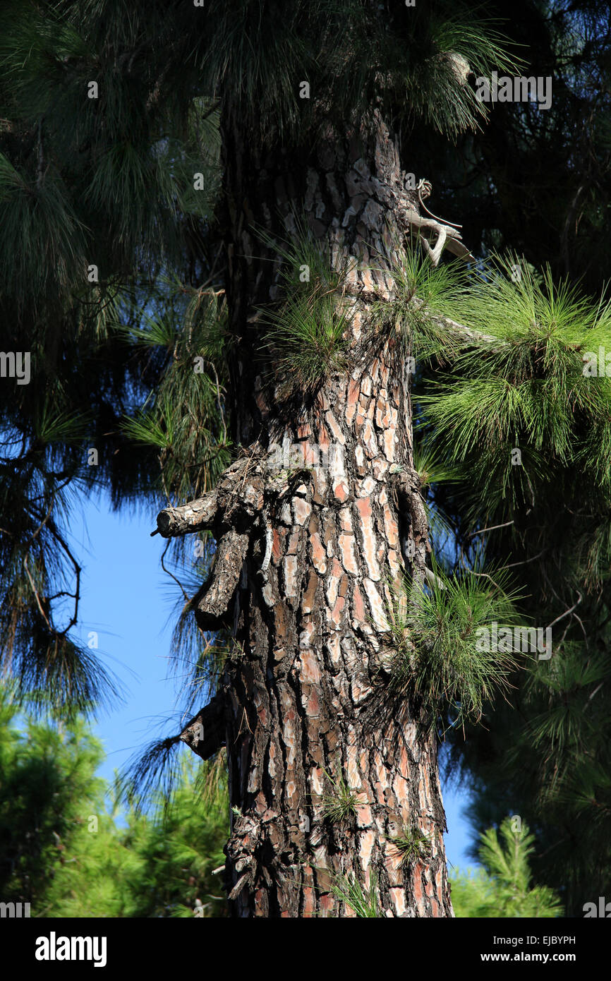 Pine Stock Photo