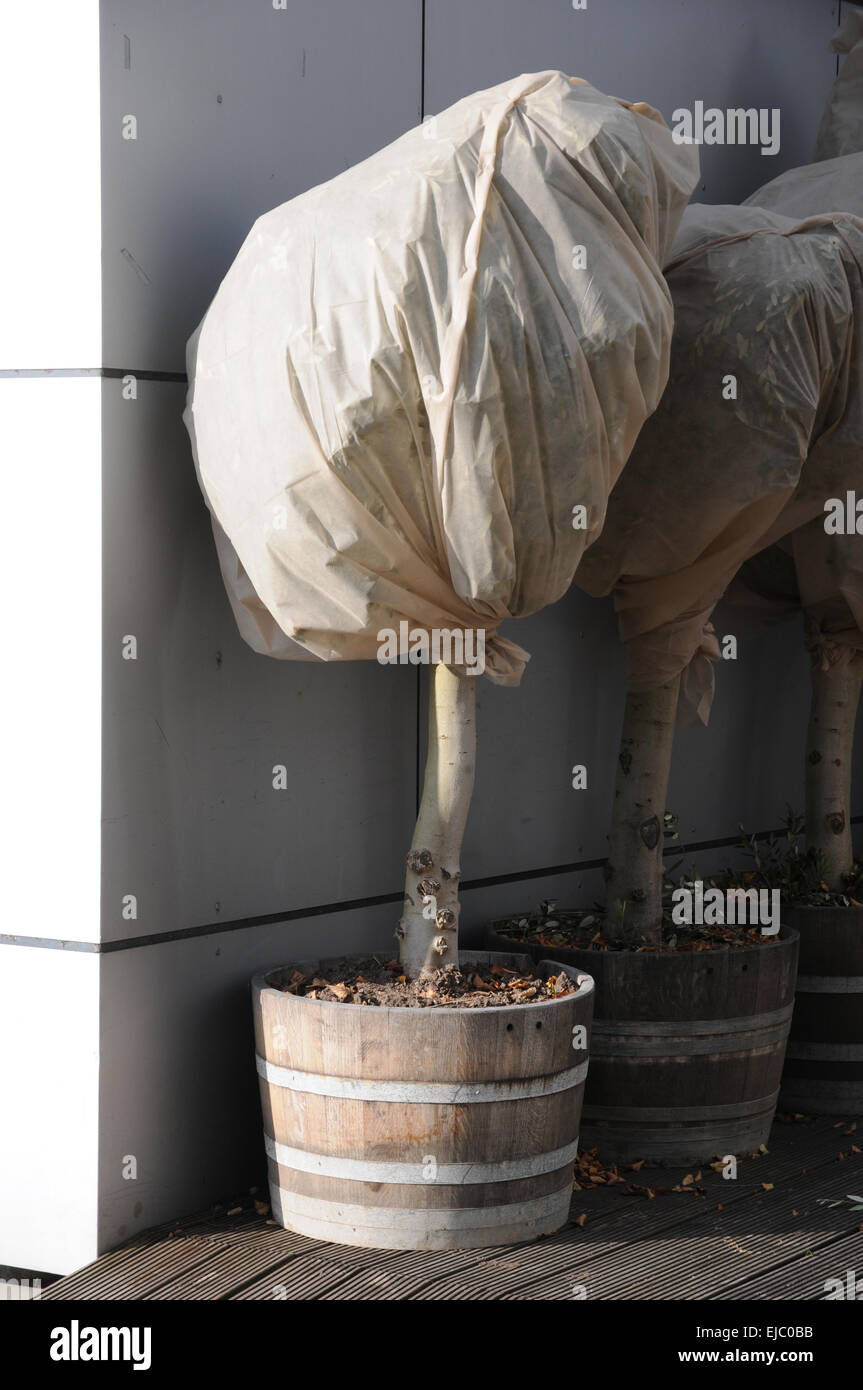 Olive tree with frost protect Stock Photo Alamy