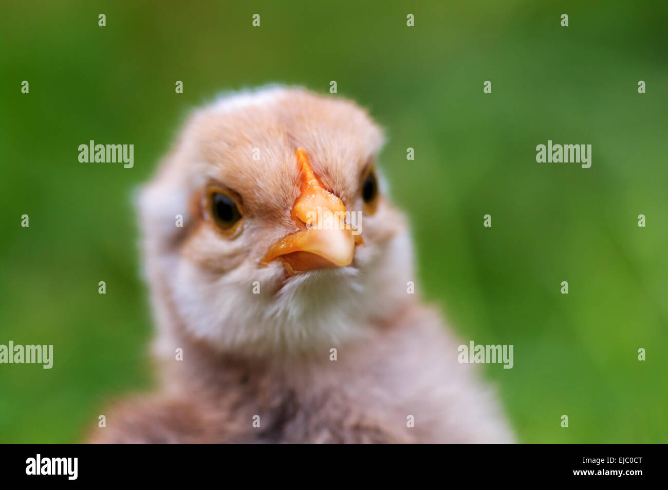 Little chick Stock Photo