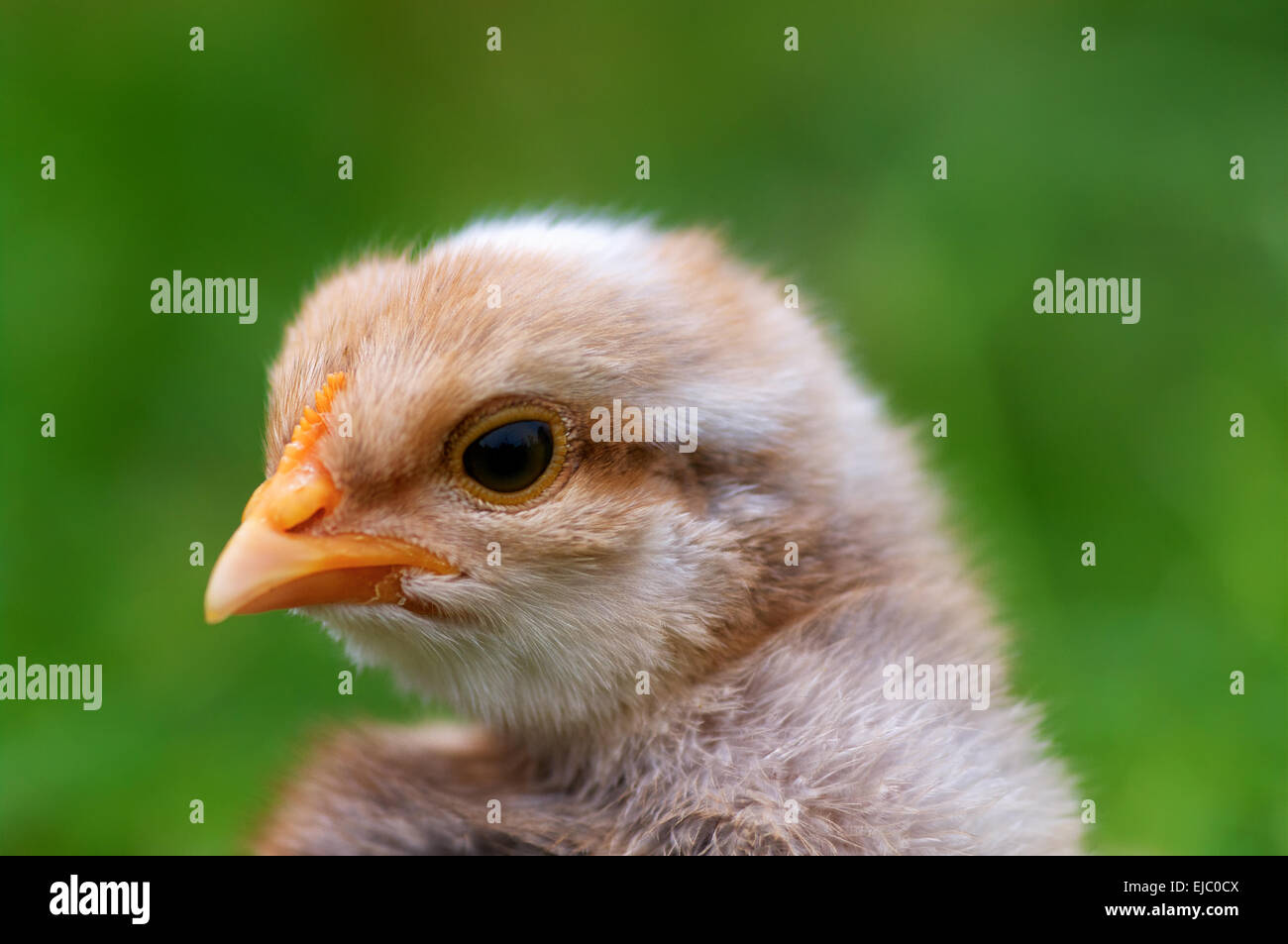 Little chick Stock Photo