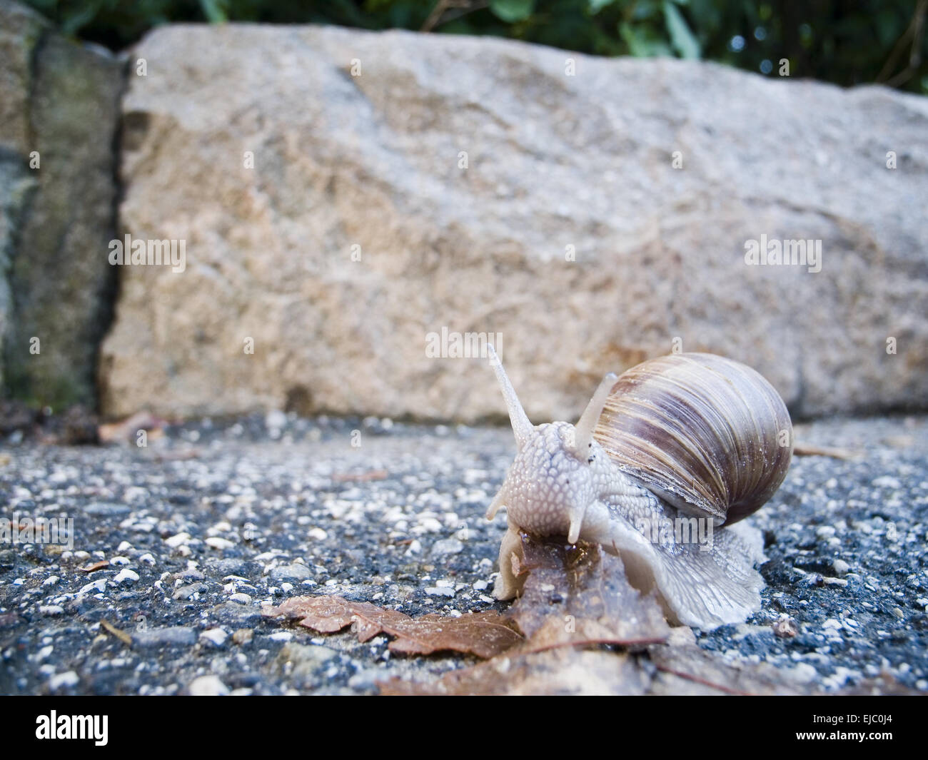 Snail on the ground Stock Photo