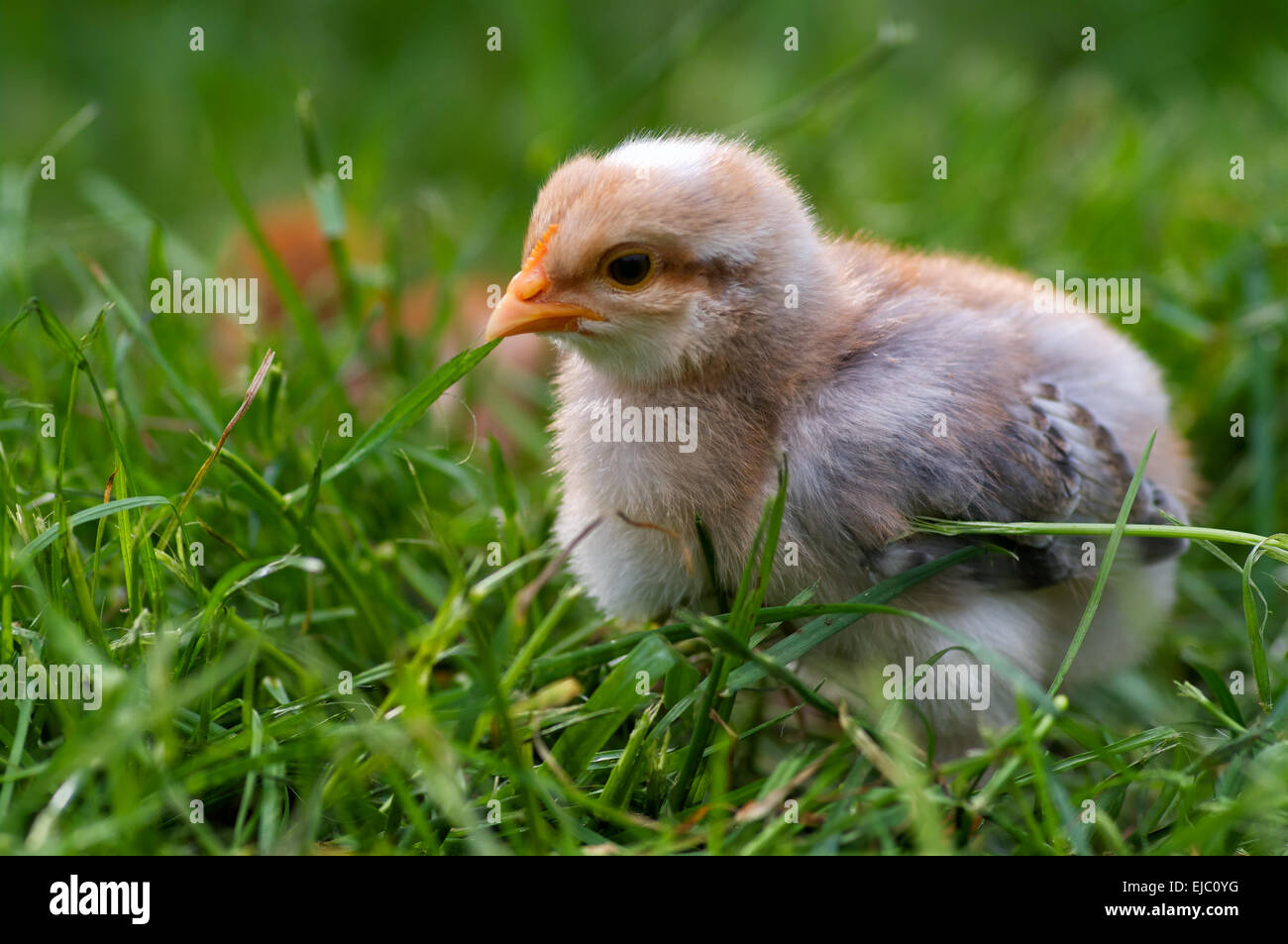 Little chick Stock Photo
