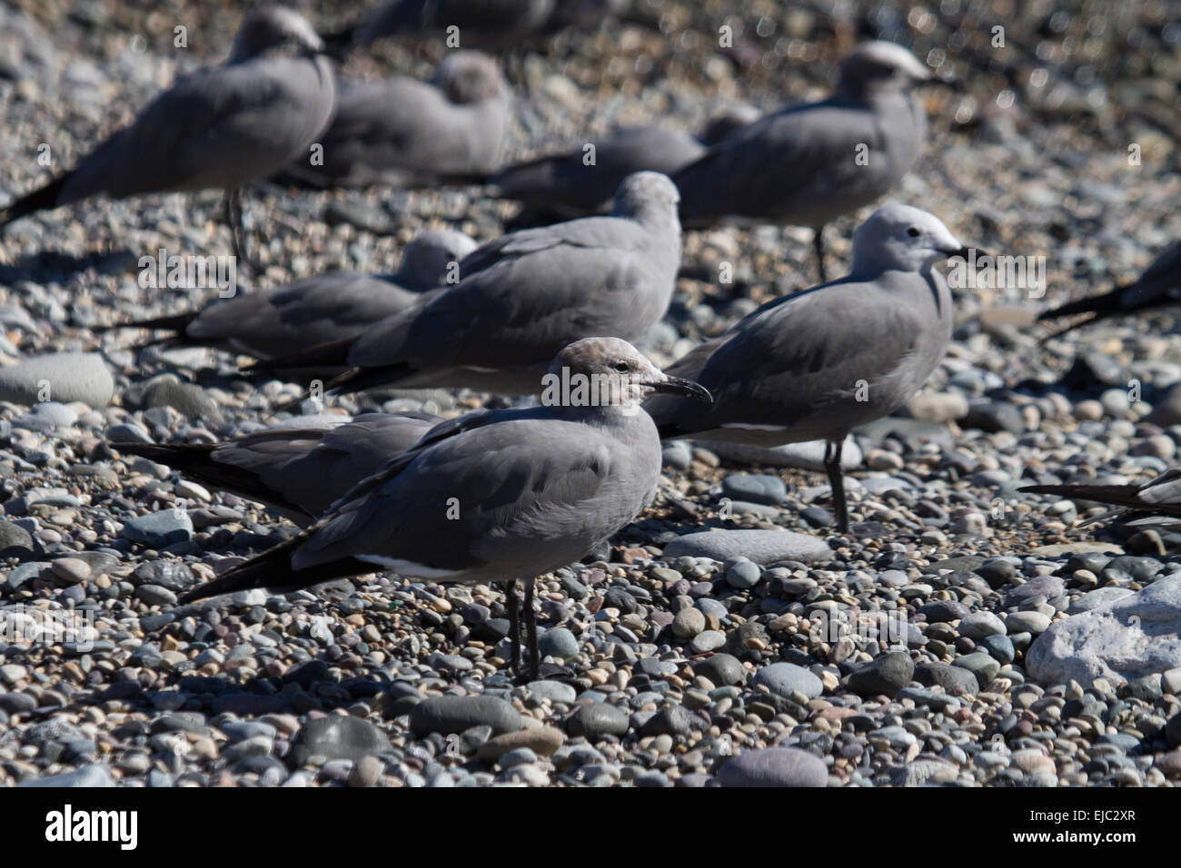 Grey Gull Stock Photo Alamy