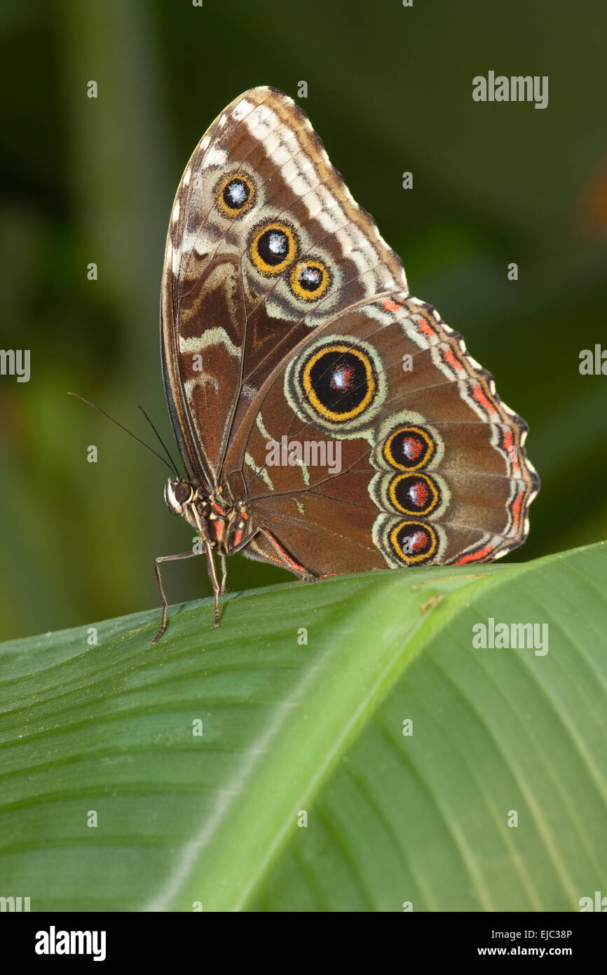 Butterfly with eyes wings Stock Photo Alamy