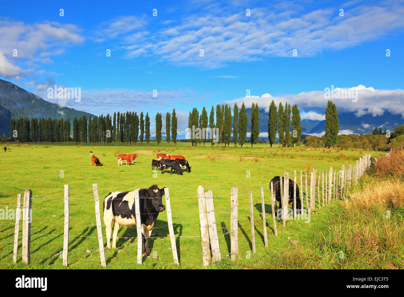 Field fenced low fence Stock Photo - Alamy