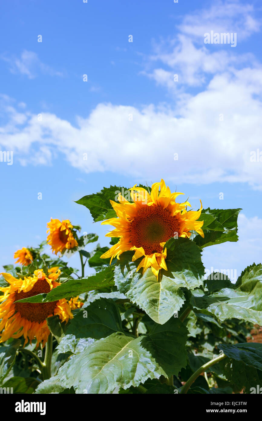 Photo of sunflower closeup Stock Photo Alamy