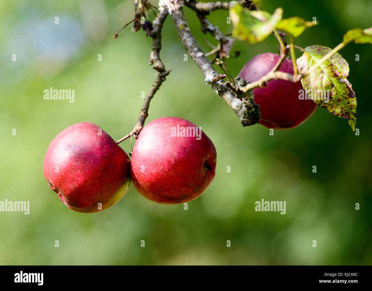 some apples on an apple tree in a meadow Stock Photo - Alamy