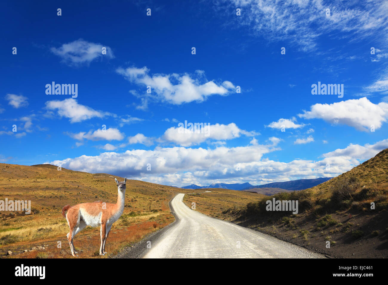 The trusting guanaco -  small camel Stock Photo