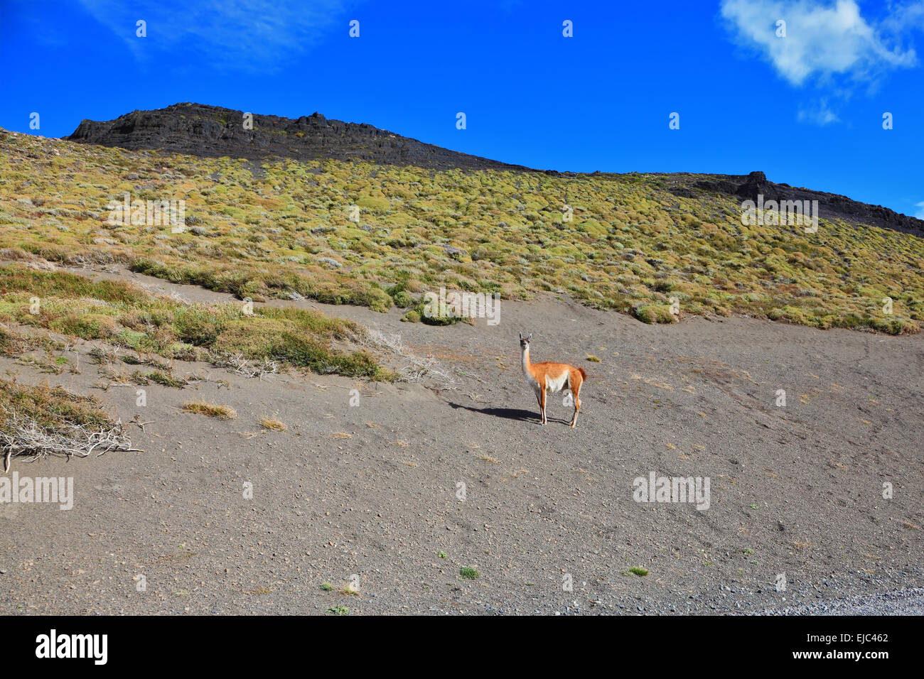 The trusting vicuna -  small camel Stock Photo