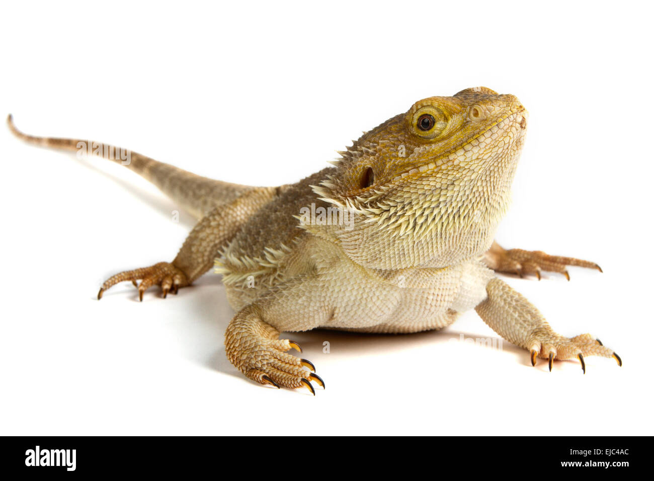 Bearded Dragon Stock Photo