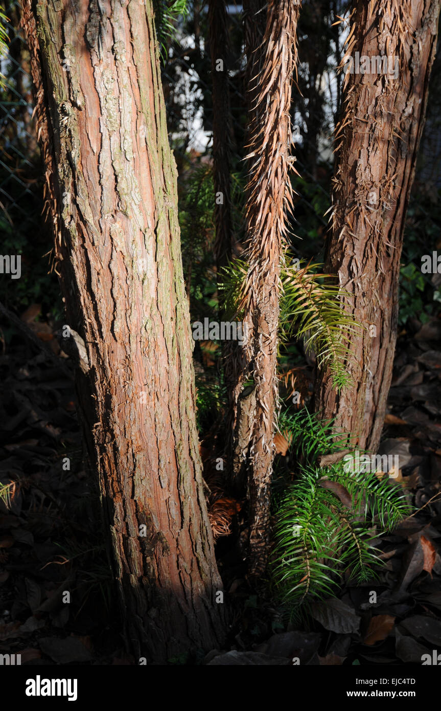 Japanese plum yew Stock Photo