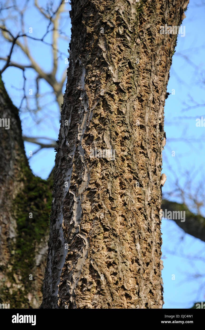 Amur cork tree Stock Photo Alamy