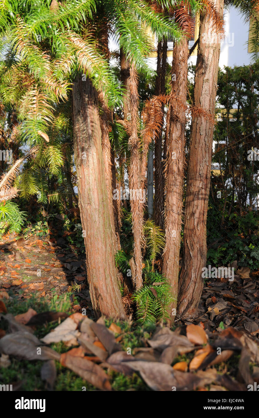 Japanese plum yew Stock Photo