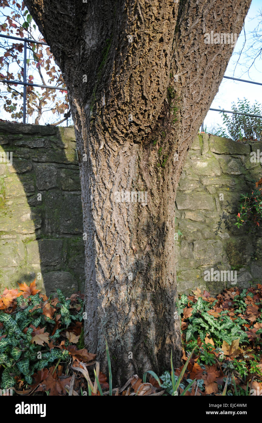 Amur cork tree Stock Photo Alamy