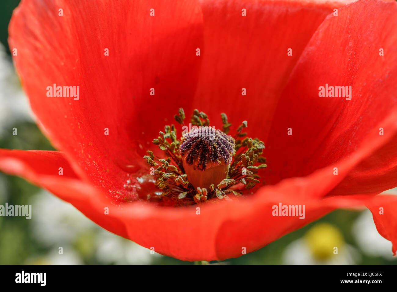 Poppy Greenhouse High Resolution Stock Photography and Images - Alamy